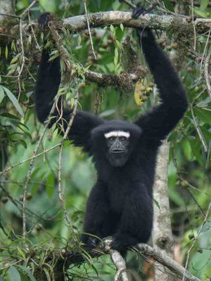 gibbon ギボード モデル デュラマバナナ 1年間保証付 inspektorat